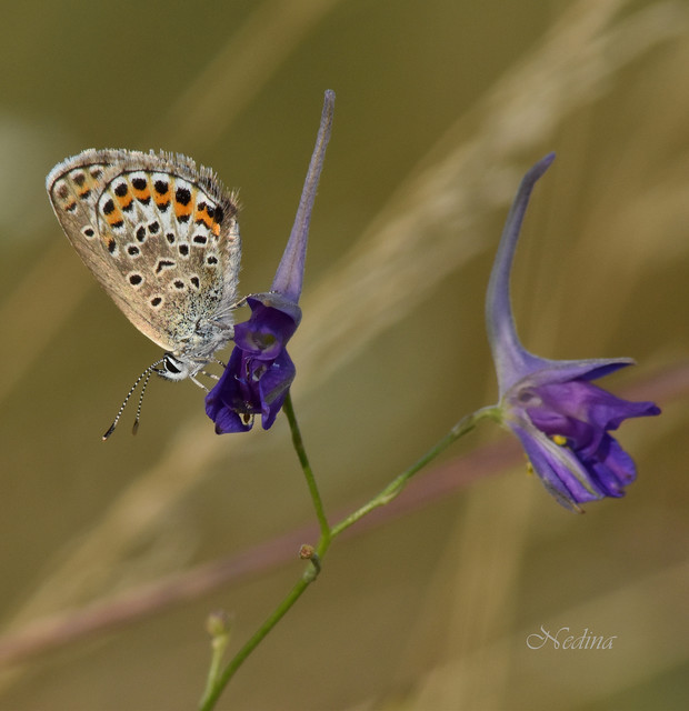 Plebejus argus - ezüstös boglárka