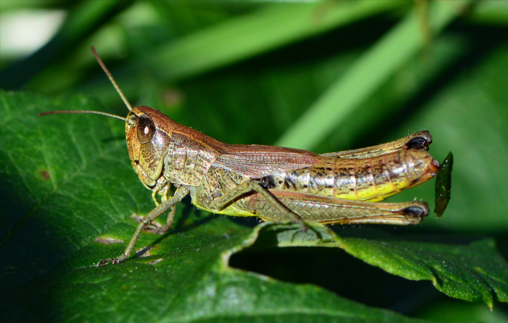 Pseudochorthippus parallelus - közönséges rétisáska