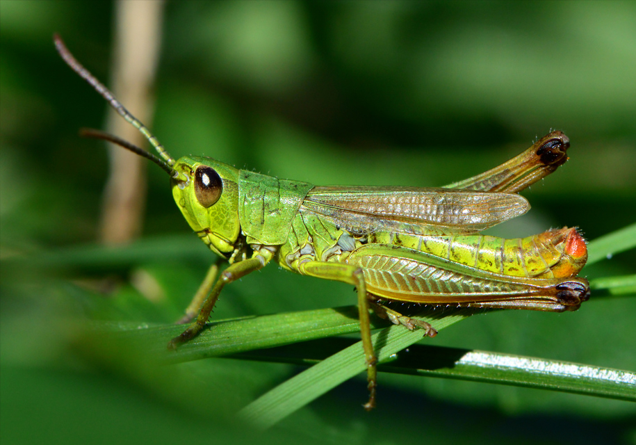 Pseudochorthippus parallelus - közönséges rétisáska