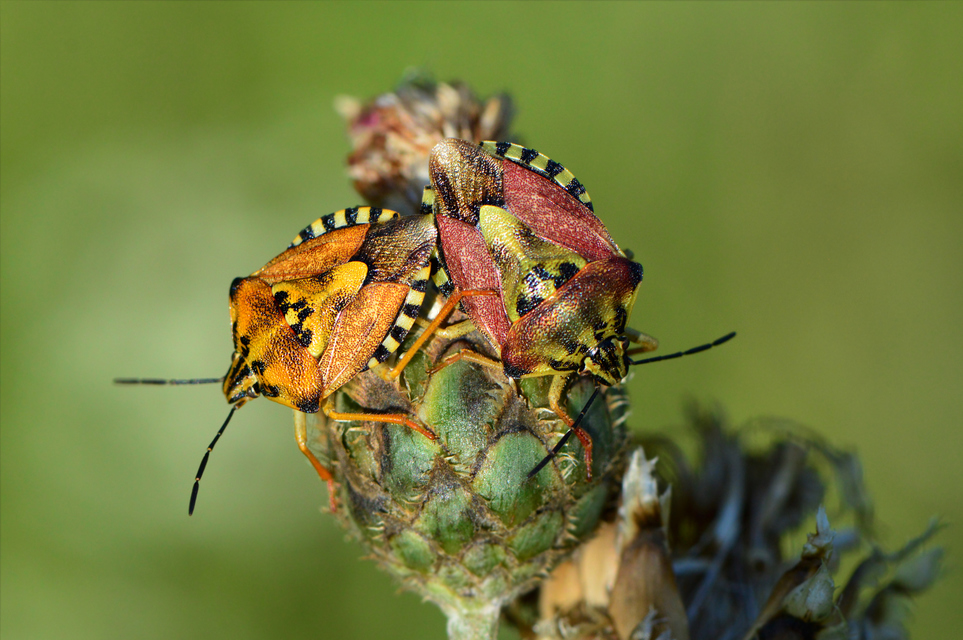 Carpocoris Carpocoris