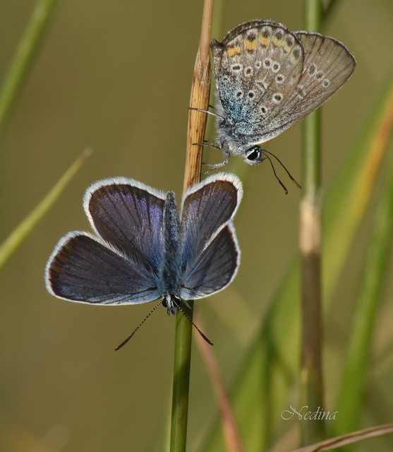 Plebejus argus - ezüstös boglárka