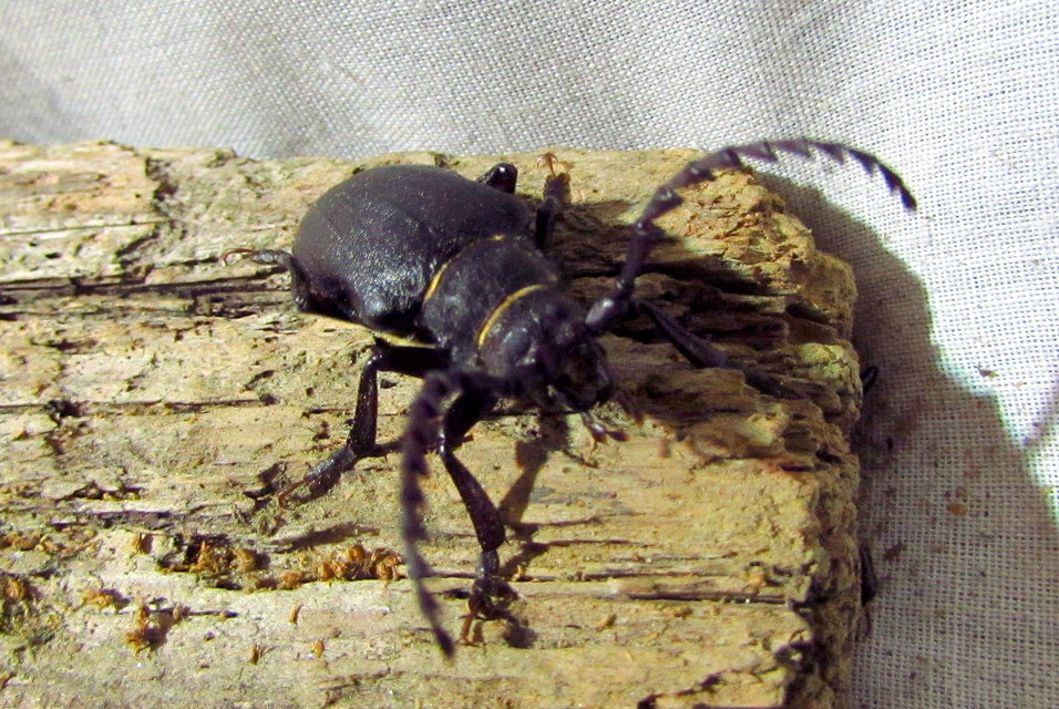 Prionus coriarius - csőszcincér