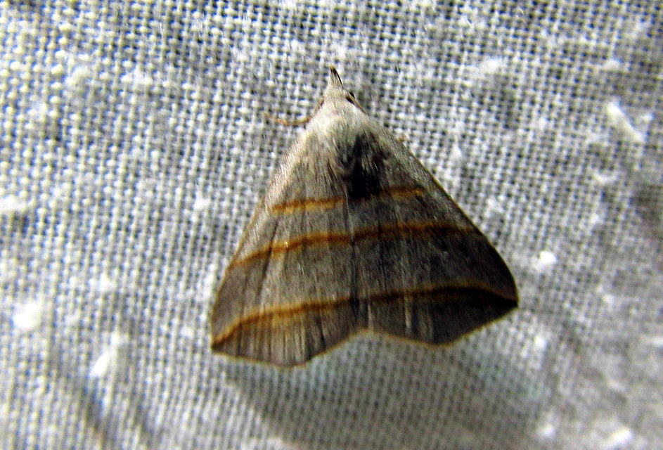 Colobochyla salicalis - háromsávos törpebagoly