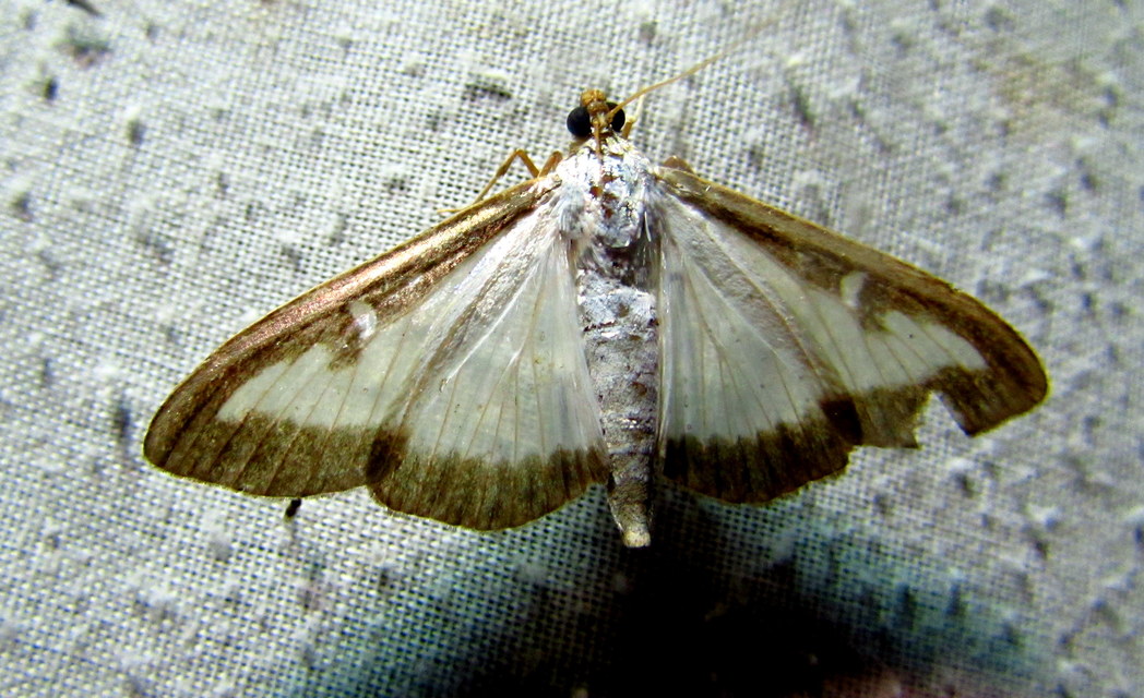 Cydalima perspectalis - puszpáng-tűzmoly