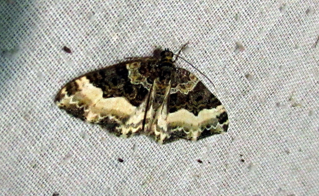 Euphyia unangulata - fogassávú tarkaaraszoló