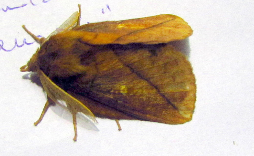 Euthrix potatoria - szomjas pohók