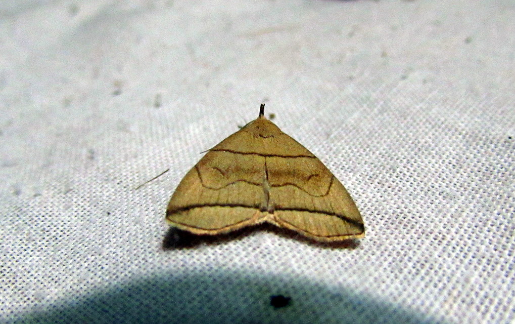 Herminia grisealis - ligeti karcsúbagoly
