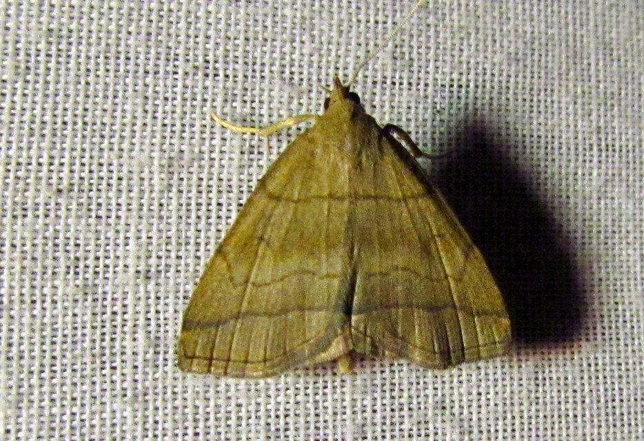 Herminia tarsicrinalis - szőröslábú karcsúbagoly