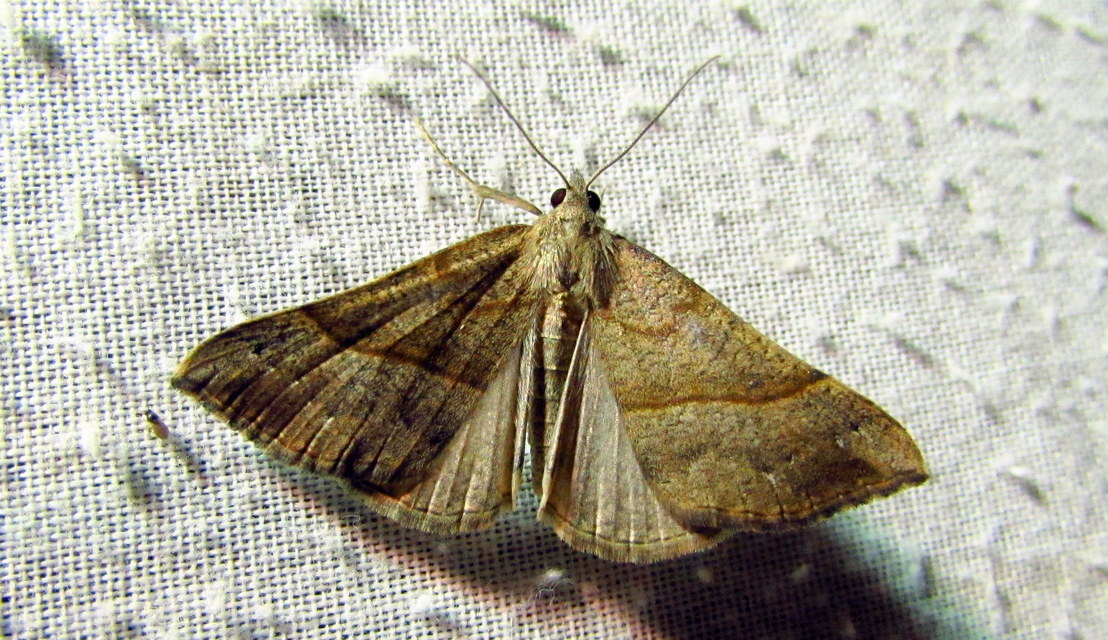 Hypena proboscidalis - ormányos karcsúbagoly