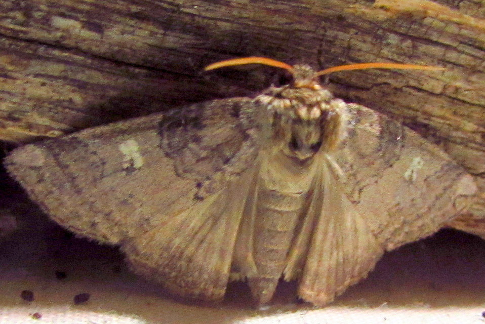 Tethea or - bélyeges pihésszövő