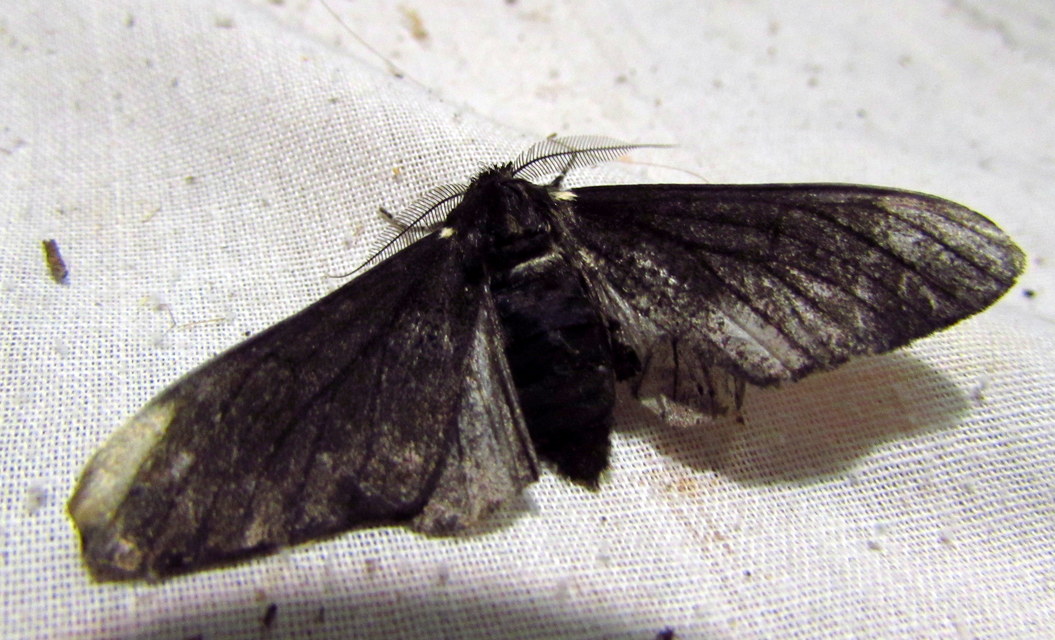 Biston betularia - szürkepettyes araszoló