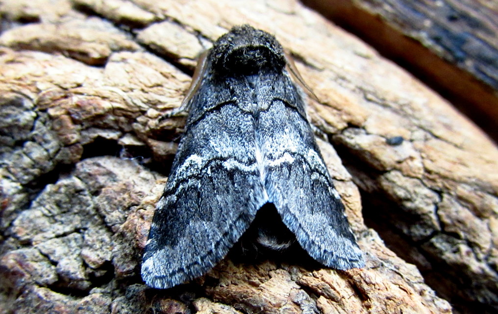 Drymonia querna - tölgyfa-púposszövő