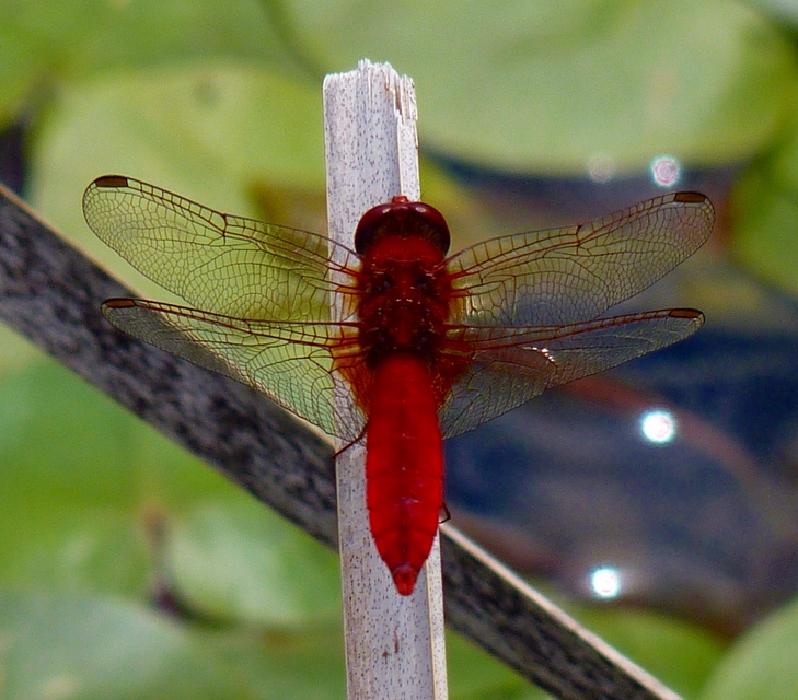 Crocothemis erythraea - skarlát szitakötő