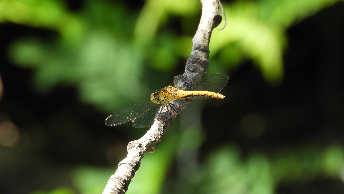 Sympetrum sanguineum - vörös katona-szitakötő