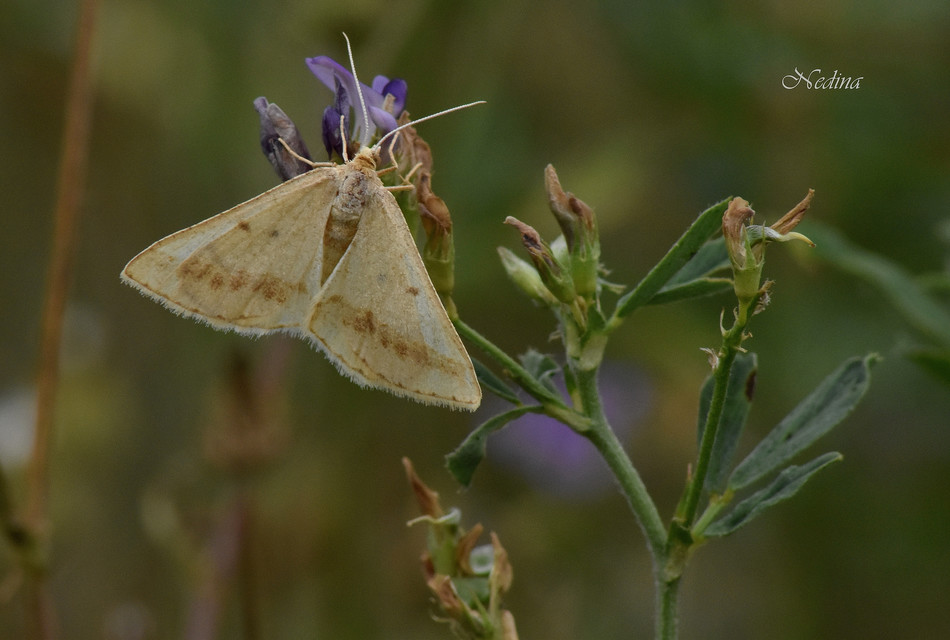 Tephrina arenacearia - lucerna-araszoló