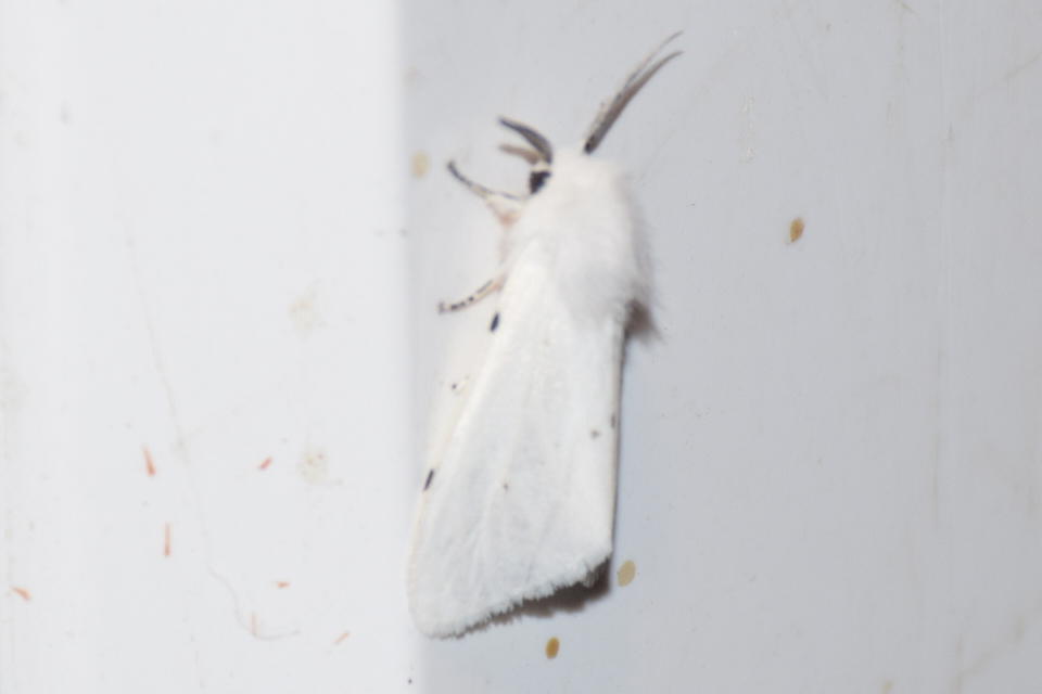 Hyphantria cunea - amerikai fehér medvelepke