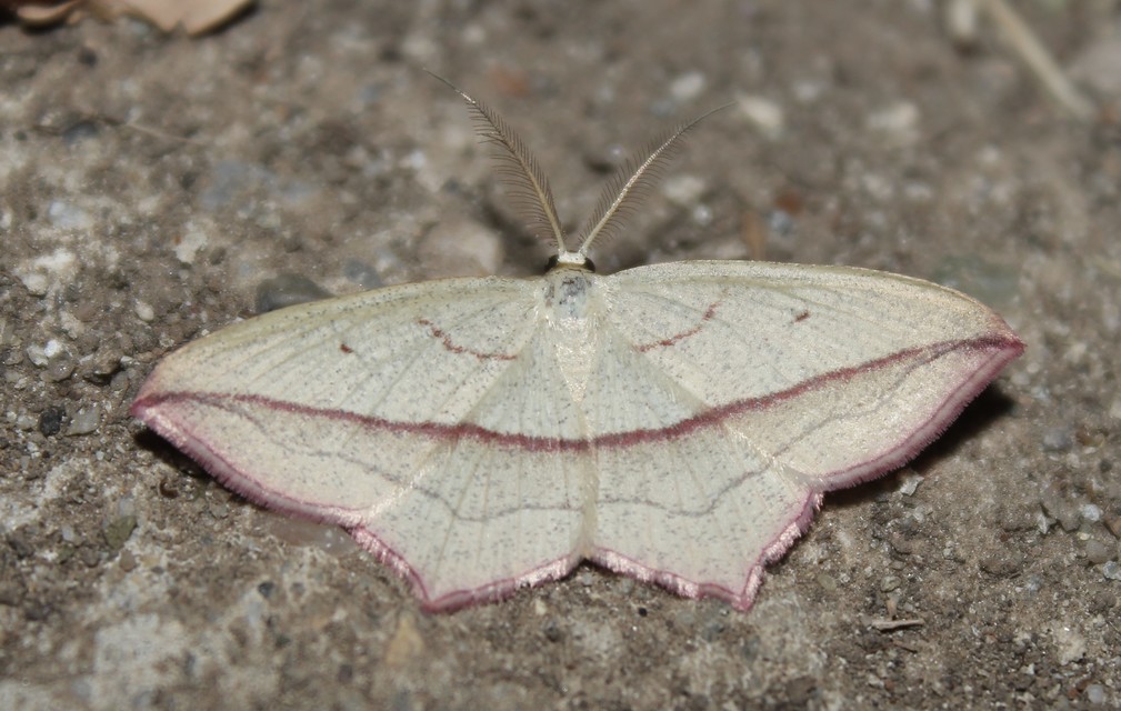 Timandra comae - piroscsíkos csipkésaraszoló
