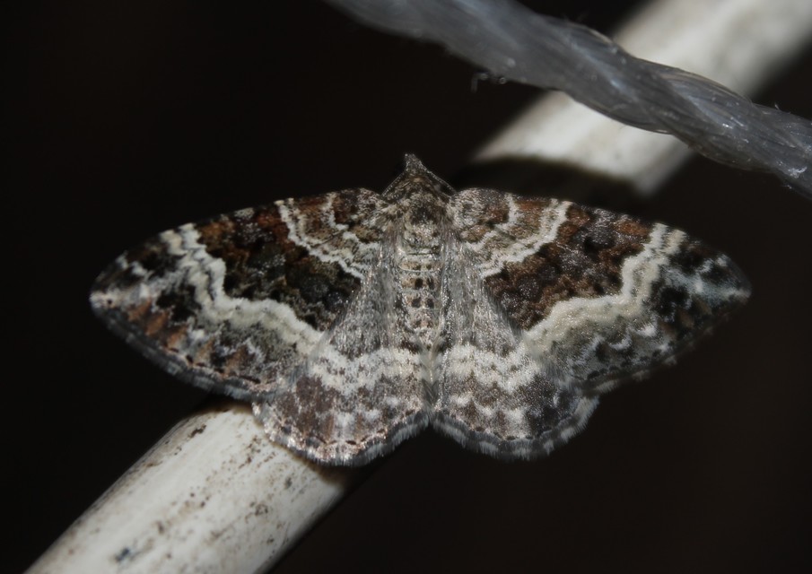 Epirrhoe alternata - galaj-tarkaaraszoló