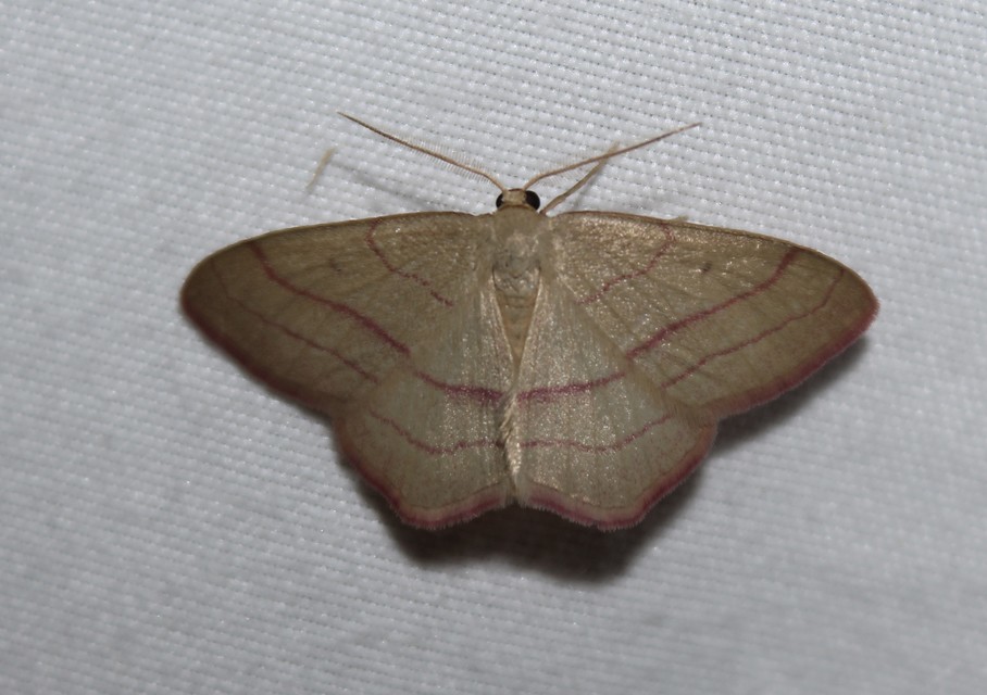 Rhodostrophia vibicaria - pirosszélű araszoló
