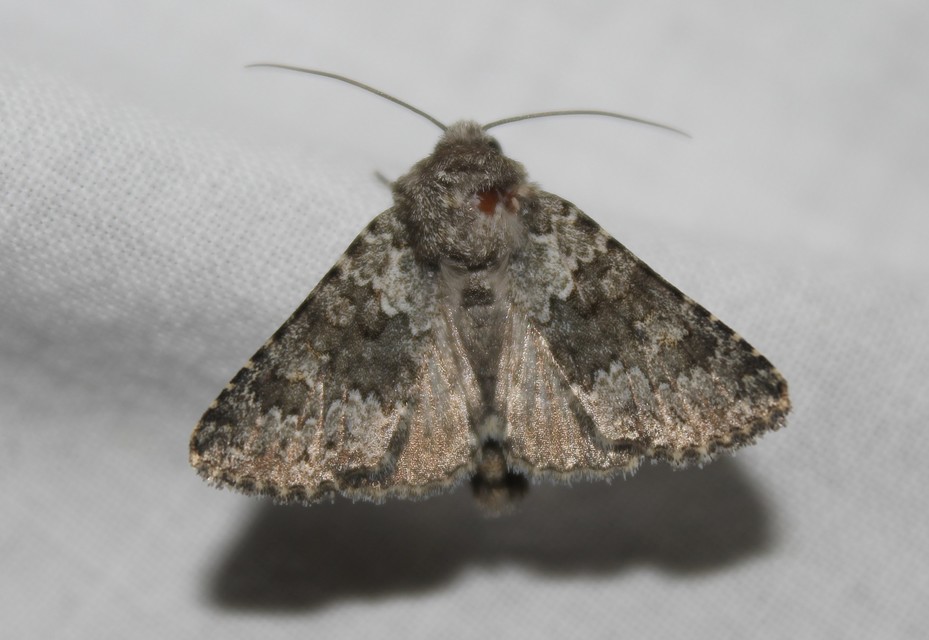 Hecatera dysodea - parajbagoly