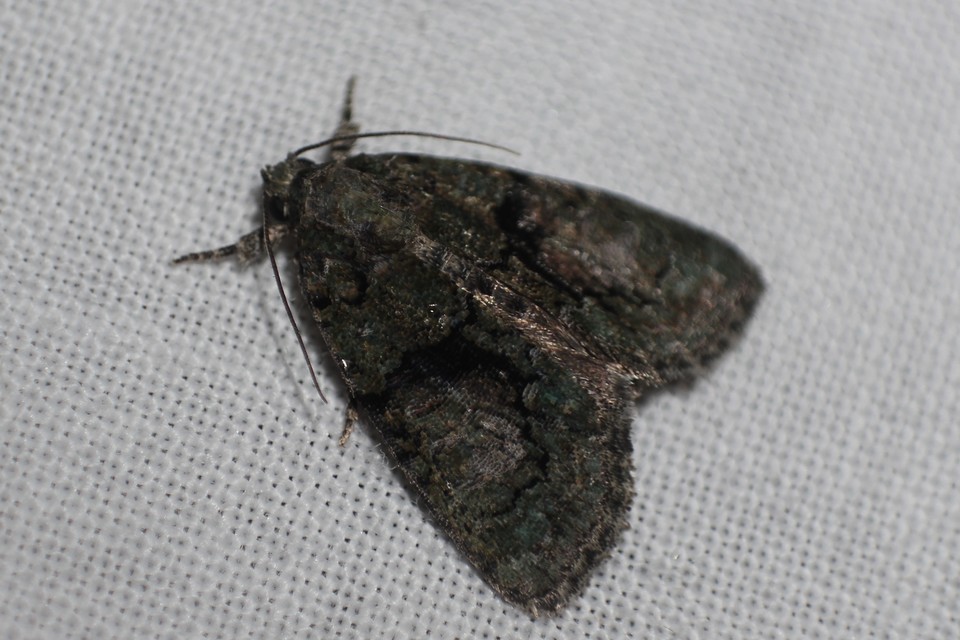 Cryphia algae - sárgászöld zuzmóbagoly