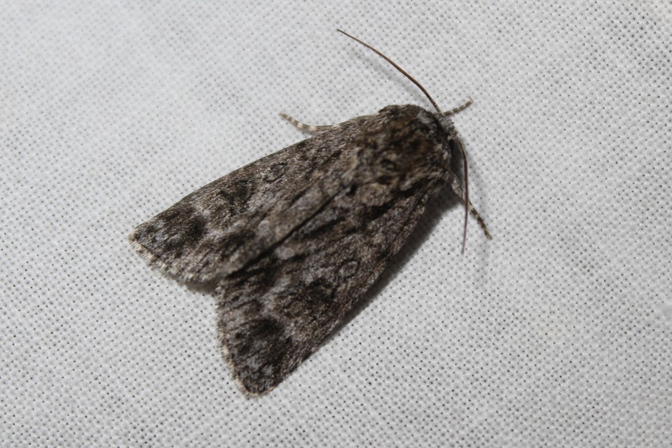 Acronicta auricoma - aranyos szigonyosbagoly