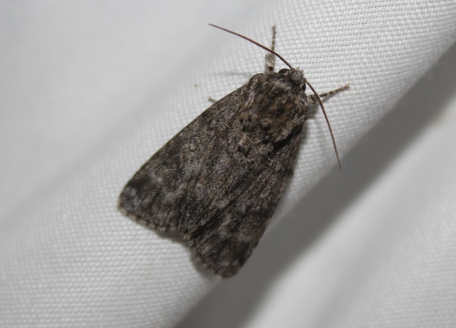 Acronicta auricoma - aranyos szigonyosbagoly