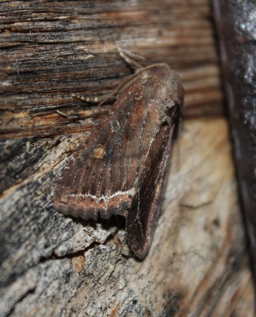 Lacanobia oleracea - saláta-kertibagoly
