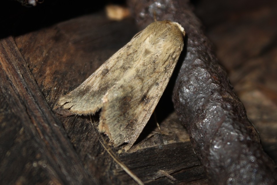 Helicoverpa armigera - kukorica-veteménybagoly Helicoverpa armigera - kukorica-veteménybagoly