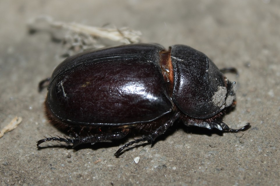 Oryctes nasicornis - orrszarvú bogár
