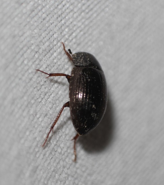 Hydrobius fuscipes - változékony csibor