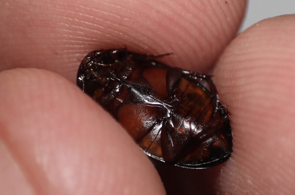 Dytiscidae - csíkbogárfélék