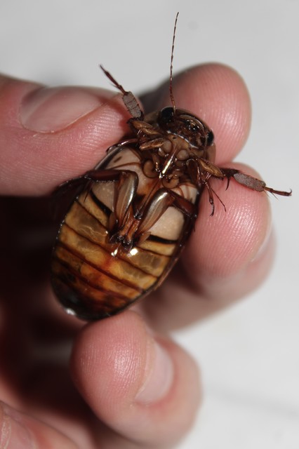 Dytiscus dimidiatus - tompacsípős csíkbogár