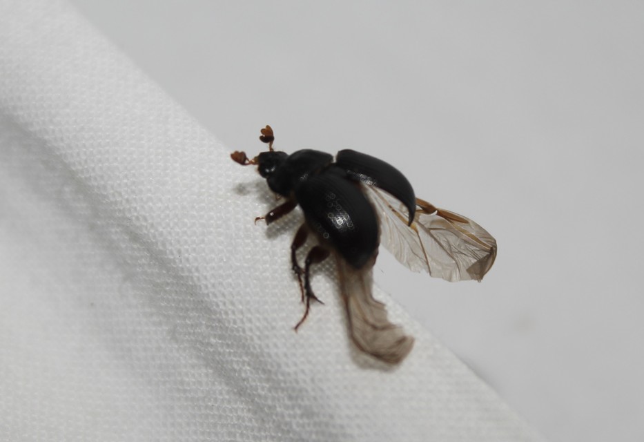 Odonteus armiger - mozgószarvú álganéjtúró