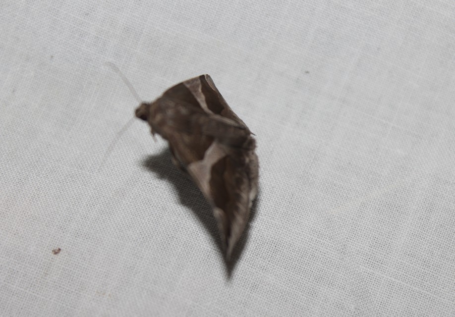 Dysgonia algira - déli porcelánbagoly