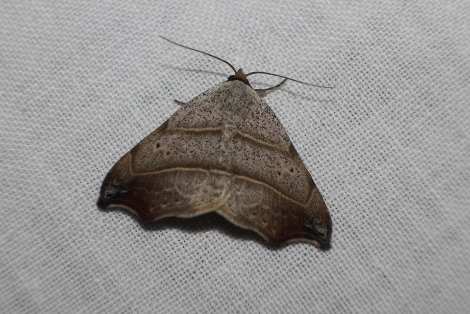 Laspeyria flexula - zuzmóbagoly