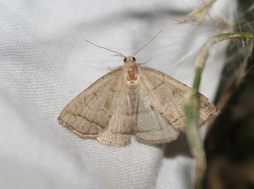 Herminia grisealis - ligeti karcsúbagoly