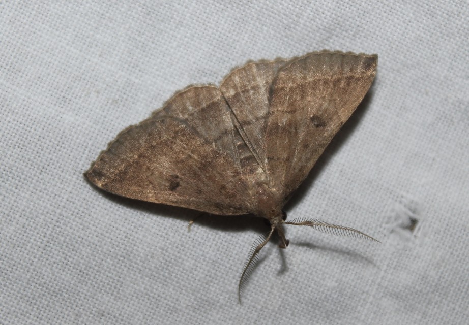 Pechipogo plumigeralis - tollascsápú karcsúbagoly