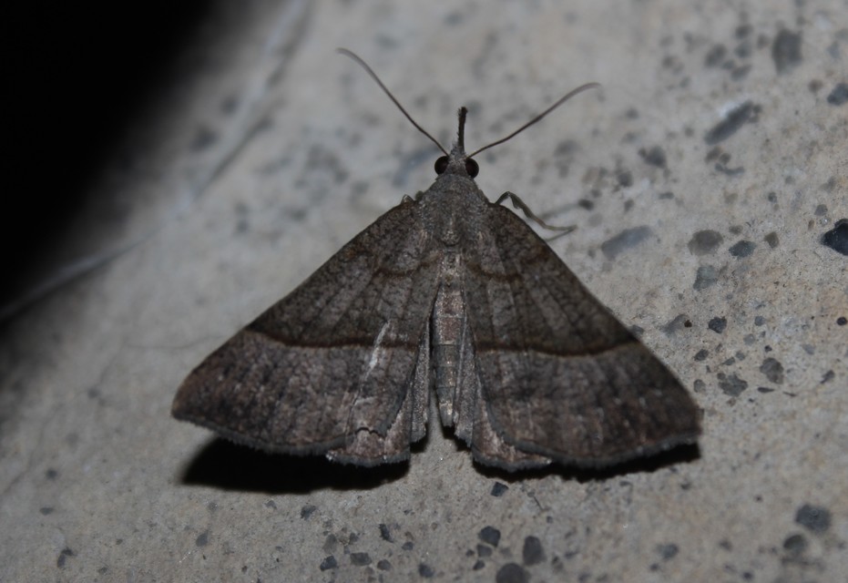 Hypena proboscidalis - ormányos karcsúbagoly