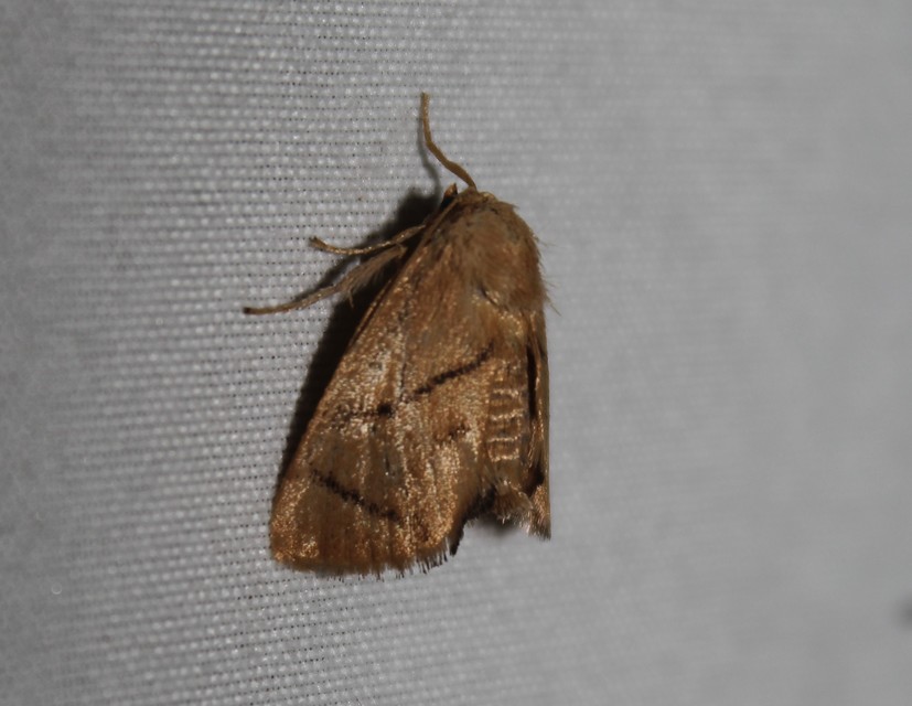 Apoda limacodes - kagylólepke