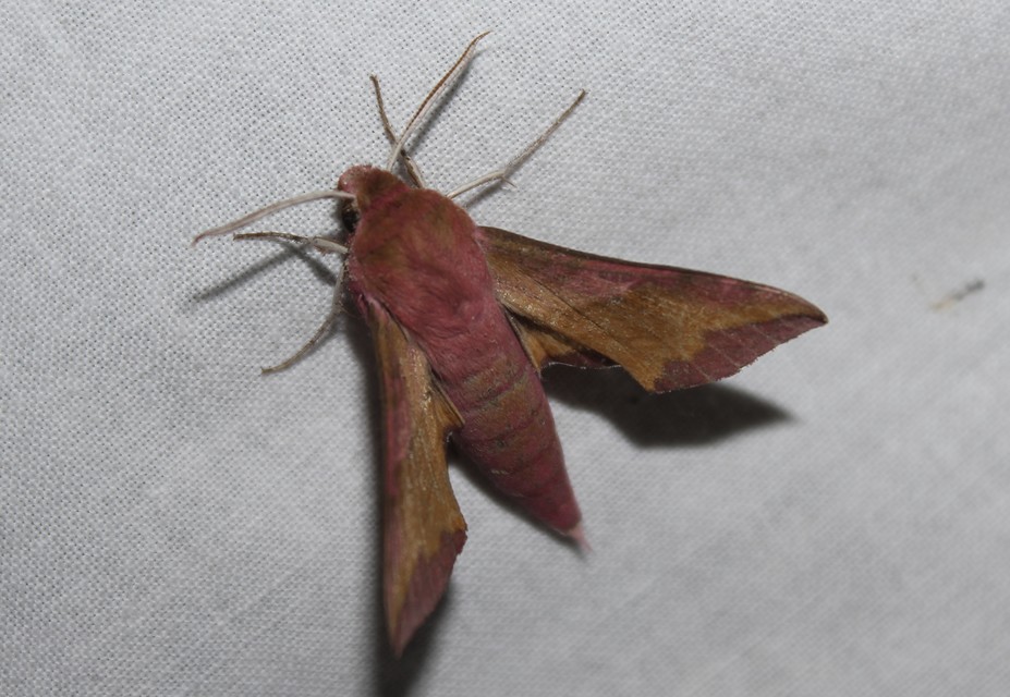 Deilephila porcellus - piros szender