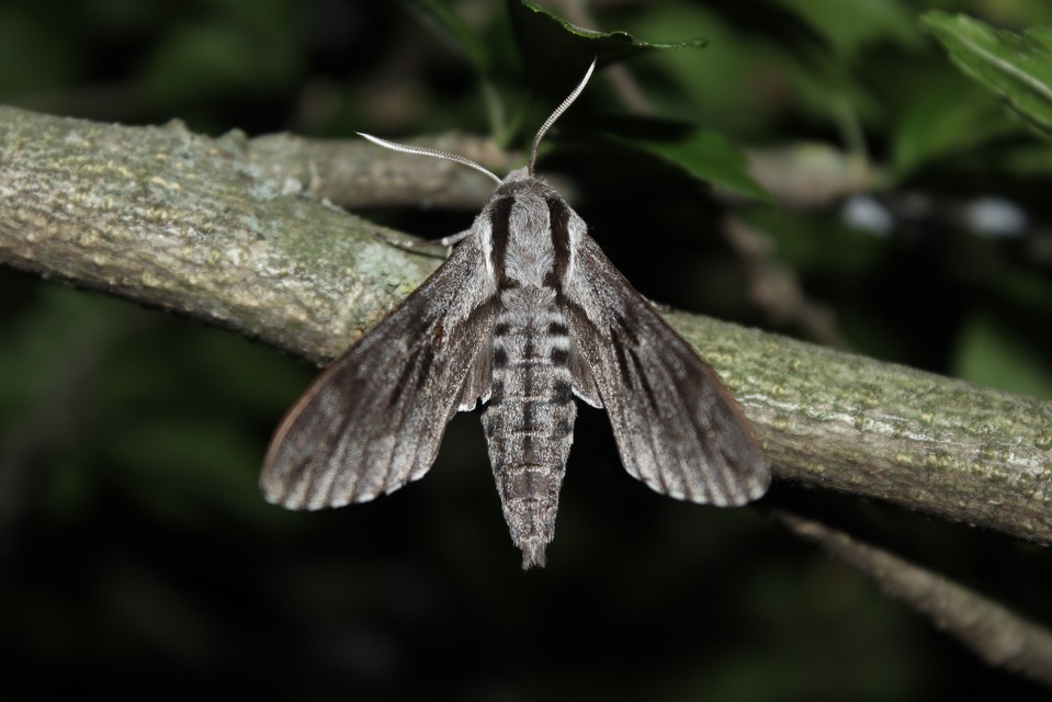 Hyloicus pinastri - fenyőszender