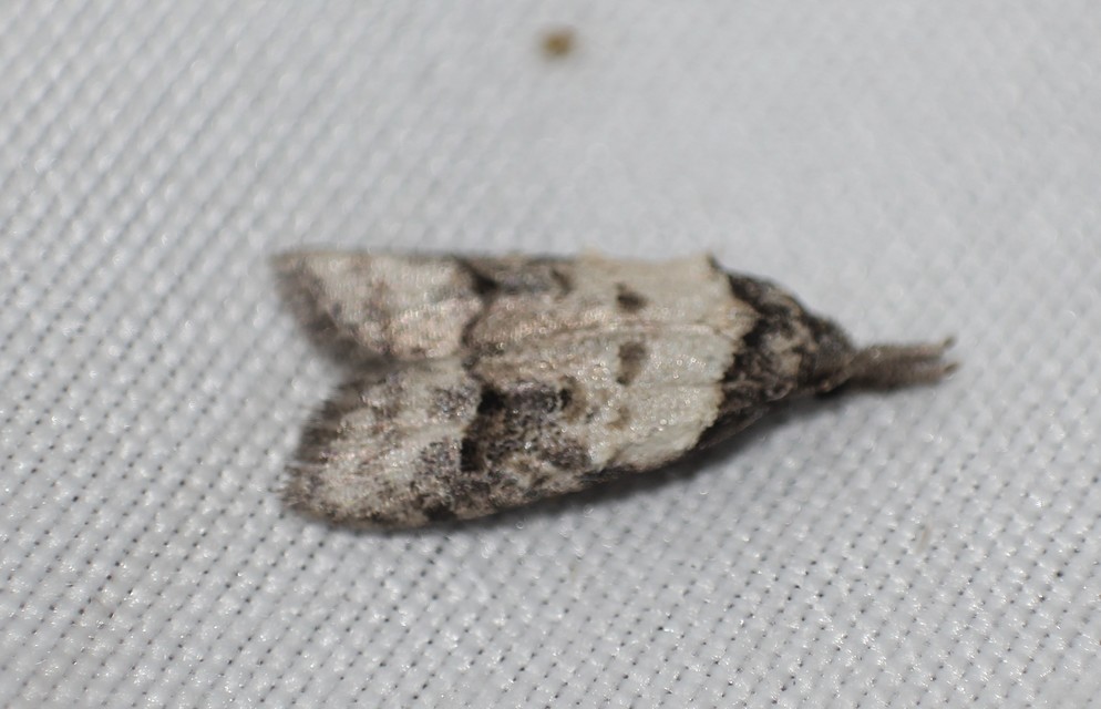 Carposina scirrhosella - közönséges csipkebogyómoly