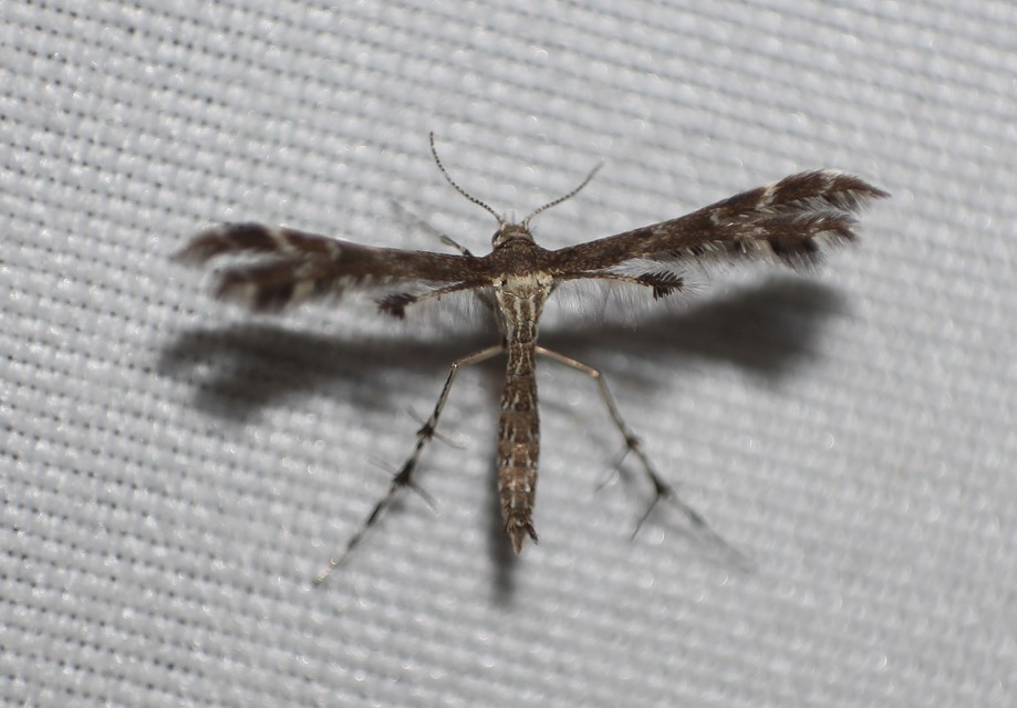 Pterophoridae - tollasmolyfélék