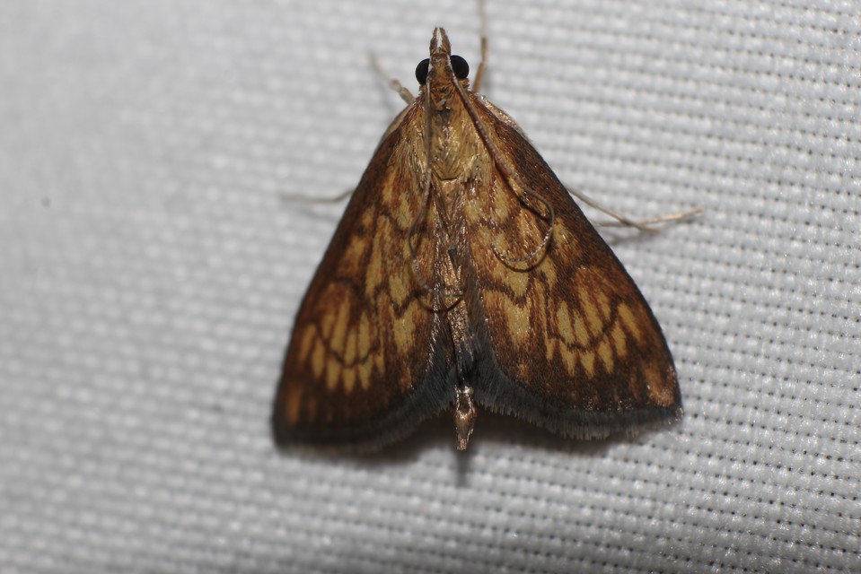 Ecpyrrhorrhoe rubiginalis - rozsdavörös tűzmoly