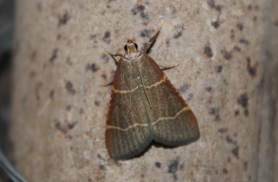 Hypsopygia glaucinalis - rezes fényilonca