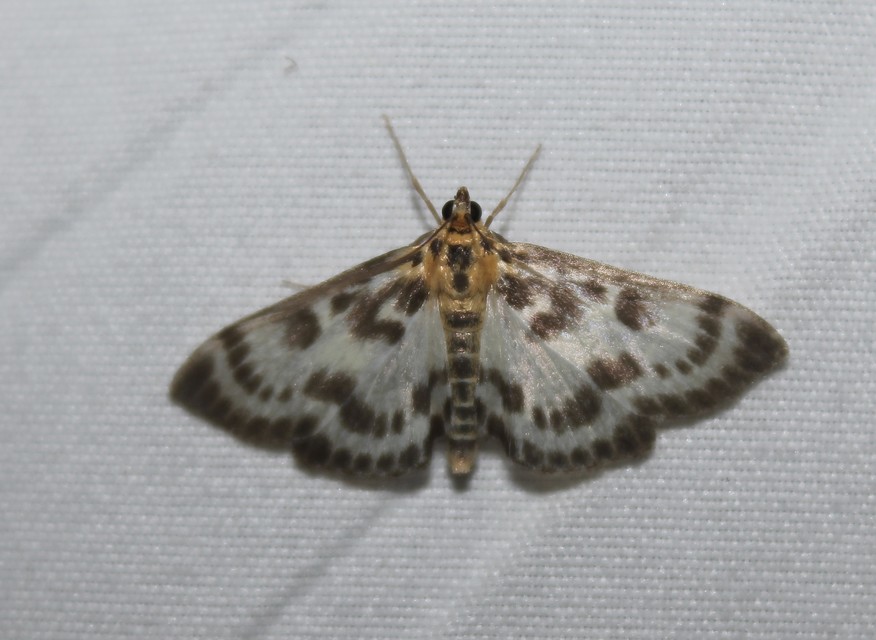 Anania hortulata - tarka csalánmoly