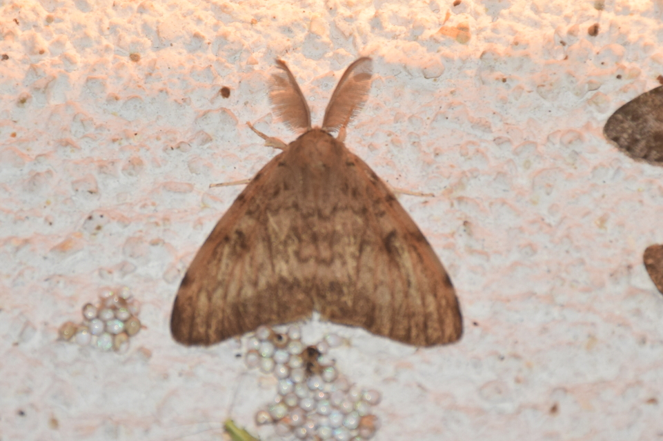 Lymantria dispar - gyapjaslepke