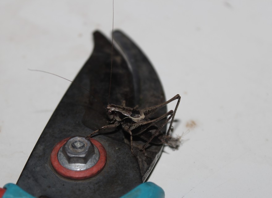 Pholidoptera griseoaptera - szürke avarszöcske