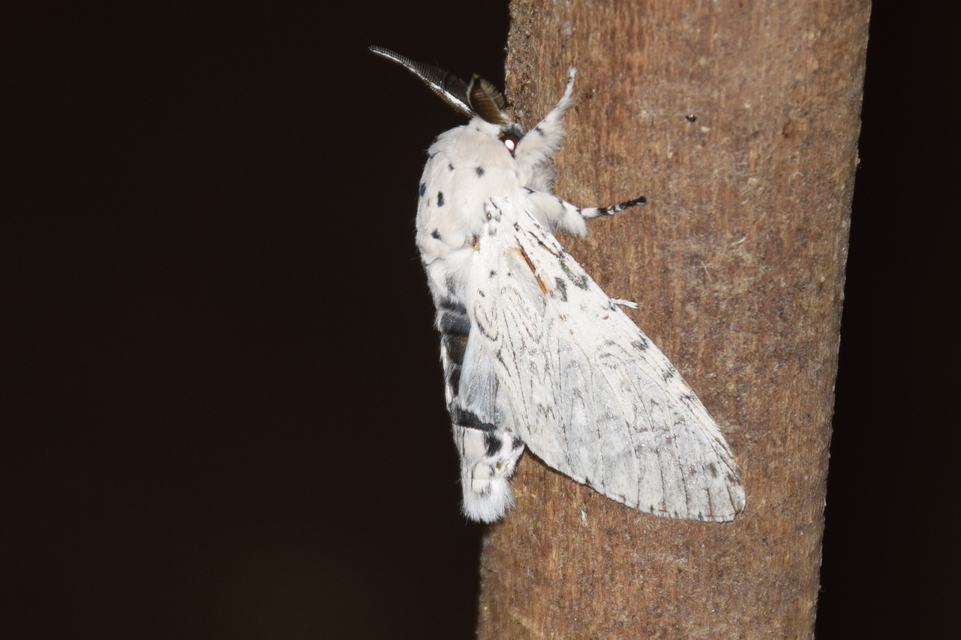 Cerura erminea - hermelin-púposszövő